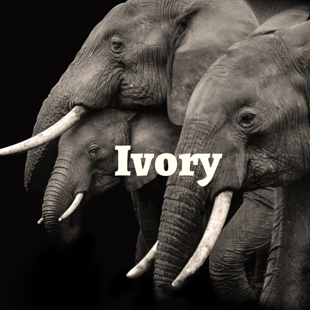 Taking Action: What to Do with Ivory